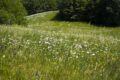 Riconnettersi alla Natura per ridurre stress e ansia