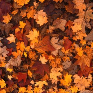 Mabon: la saggezza di stare sulla soglia