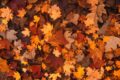 Mabon: la saggezza di stare sulla soglia